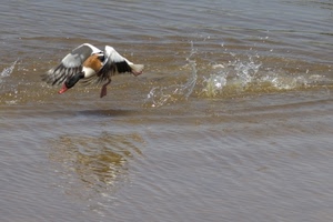acqua, ali, uccello, mare, anatra, volo, zampe, volare, becco, spruzzi, sabbia