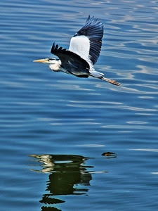 riflesso, uccello, ali, acqua, mare, volo, becco, animale