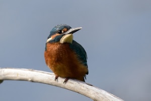 uccello, becco, ramo, volatile, natura, macro, piume, arancione, pescatore