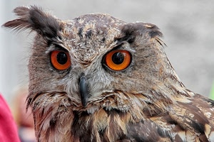 occhi, gufo, piume, uccello, becco, rapace, arancio, civetta, sguardo, arancione