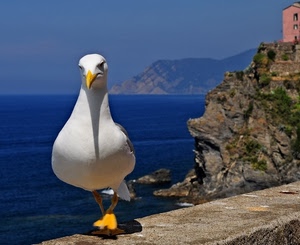 gabbiano, mare, becco, bianco, giallo, casa, acqua, uccello, zampe, cielo, azzurro, scogliera, muretto, roccia, blu, montagna