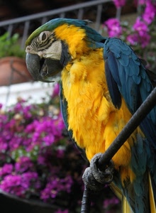 pappagallo, giallo, becco, fiori, blu, piume, zampe, uccello