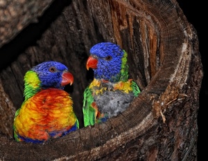 pappagalli, tronco, uccelli, due, nido, blu, colori, piume, rosso, multicolore