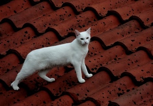 tetto, gatto, bianco, tegole, rosso, animale