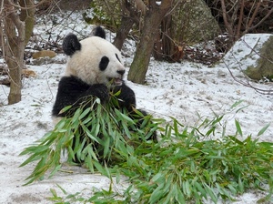 panda, foglie, neve, alberi, verde, nero, bianco, rami, bambù, orso, animale