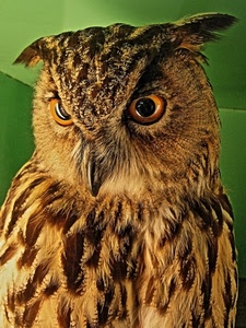occhi, becco, gufo, piume, uccello, rapace, verde, civetta, animale