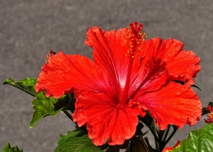 fiore, rosso, foglie, ibisco, petali, macro, pistillo, pistilli, verde