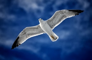 gabbiano, ali, cielo, bianco, uccello, nero, volo, azzurro, piume, nuvole, blu, volare, aperte