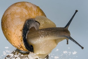 lumaca, antenne, guscio, chiocciola, mollusco, animale, bava, occhi, corna, natura, riflessi