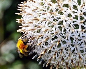bianco, giallo, fiore, petali, ape, insetto, fiori, pistilli, zampe, verde, sfocato, pungiglione, nero, polline, impollinazione