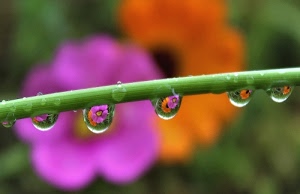 gocce, verde, fiori, acqua, ramo, arancione, viola, stelo, riflesso, sfocato, fiore, rosa, macro, arancio, gambo, pioggia