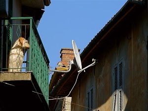 cane, antenna, balcone, finestre, verde, cielo, comignolo, case, persiane, azzurro, parabola, ringhiera, animale, via, ferro