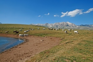 montagna, mucche, pascolo, nuvole, prato, paesaggio, lago, mandria, animali, acqua, vacche, cielo