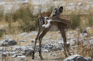 animale, corna, zampe, coda, quadrupede, cerbiatto, orecchie, sassi, pietre, sfocato, marrone, savana, antilope, animali, sterpaglie, erba, rocce, occhi, gazzella, selvatico