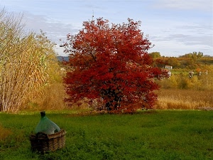 damigiana, verde, rosso, autunno, prato, albero, foglie, cielo, giallo, erba, alberi, vetro, canne, case, cesto, piante, ottobre, campagna, bambù
