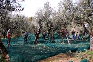 scale, alberi, ulivi, verde, raccolta, olive, reti, persone, contadini, uliveto, campagna, rami, telo, uomini, foglie, rete, olivi, fogliame, raccoglitori