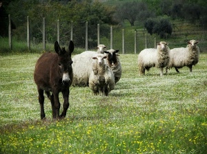 asino, prato, pecore, erba, animali, alberi, verde, pascolo, recinzione, fiori, lana, fiorito, musi, ovini, bianco, gregge, mulo, mammiferi, orecchie, asinello, campo, zampe
