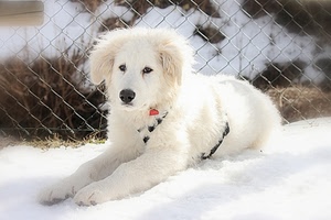 cane, bianco, rete, neve, muso, pelo, orecchie, inverno