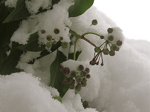 foglie, neve, bacche, verde, bianco, pianta, inverno, ramo, rami, grappoli, steli, frutto