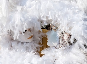 piume, bianco, maschere, carnevale, due, facce, oro