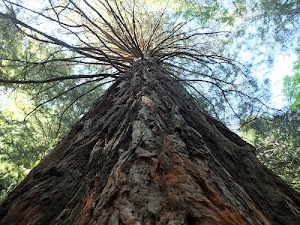 albero, rami, tronco, foglie, corteccia, verde, marrone, cielo, legno, prospettiva, natura, azzurro, bosco