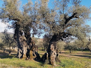 alberi, ulivi, tronchi, foglie, verde, rami, campagna, uliveto, cielo, erba, piante, prato, azzurro, nuvole, tronco, collina, ombra