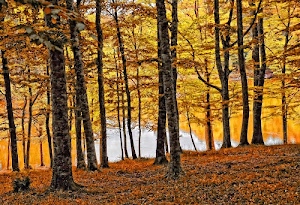 tronchi, foglie, autunno, bosco, alberi, giallo, rami, arancione, autunnale, colori, marrone, terreno