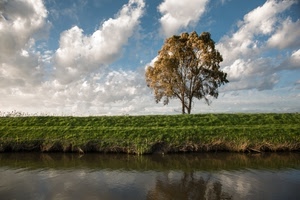 nuvole, albero, fiume, verde, acqua, prato, cielo, erba