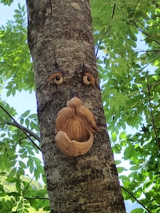 albero, foglie, occhi, tronco, baffi, verde, rami, barba, legno, sopracciglia, cielo, viso, verdi, bocca, corteccia, azzurro, scultura, naso