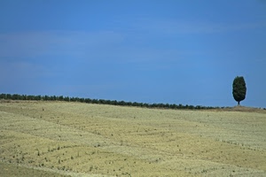 cielo, albero, panorama, azzurro, campo, terra, solitario, verde, paesaggio, alberi, minimalismo