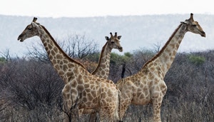 giraffe, tre, collo, animali, savana, macchie, colli, africa, alberi