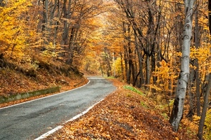strada, autunno, alberi, foglie, giallo, bosco
