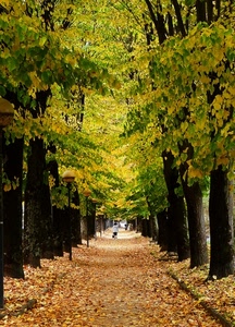 alberi, foglie, autunno, viale, verde, tronchi, prospettiva, giallo, donna, persona, lampioni, rami
