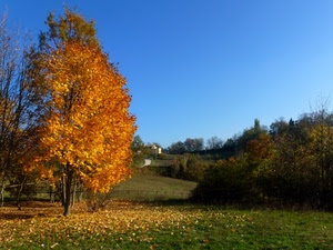 foglie, prato, giallo, albero, autunno, alberi, verde, casa