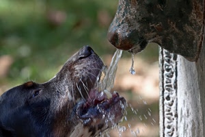 acqua, cane, fontana, sfocato, animale, bere, muso, gocce, bocca, denti, naso, animali, nero, baffi, beve, sfondo, sete, profilo