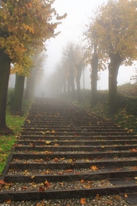 alberi, nebbia, gradini, foglie, autunno, scalinata, scala, scale