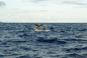 mare, balena, coda, onde, acqua, cielo, nuvole