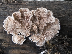 funghi, legno, fungo, natura, ventaglio, tronco, pianta