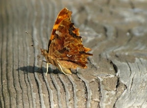 farfalla, ali, insetto, zampe, legno, macro, animale