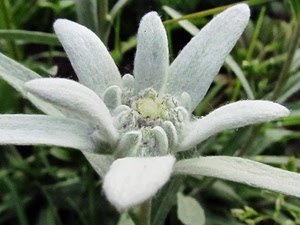 fiore, petali, stella, verde, erba, alpina, foglie, macro, bianco, corolla