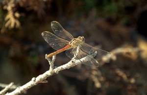 ramo, ali, libellula, insetto, macro, trasparenza, natura