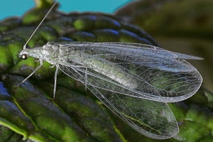 insetto, ali, foglia, macro, trasparente, verde, antenna, occhio