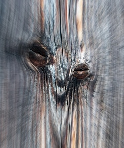 tronco, legno, nodi, astratto, sfocato, albero, due
