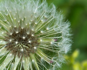 soffione, bianco, fiore, verde, semi, natura, macro, leggero