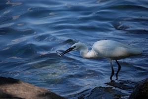 uccello, acqua, pesce, becco, volatile, mare, airone, cibo, bianco