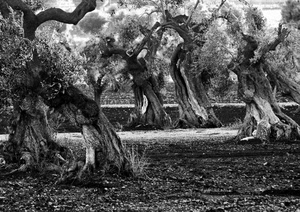 alberi, bianconero, ulivi, tronchi, rami, foglie, olivi, natura, terreno