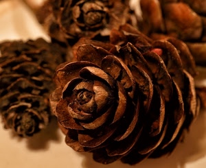 marrone, pigna, macro, pigne, legno, autunno, frutto