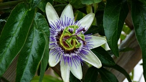 fiore, foglie, verde, passiflora, viola, petali, passione, bianco, pistillo