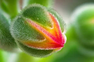 verde, macro, bocciolo, fiore, peluria, giallo, rosa, peli, colori