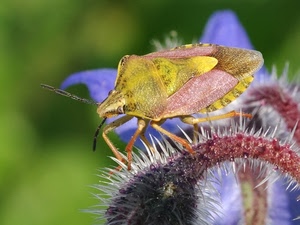 insetto, cimice, fiore, macro, spine, verde, giallo, peli, zampe